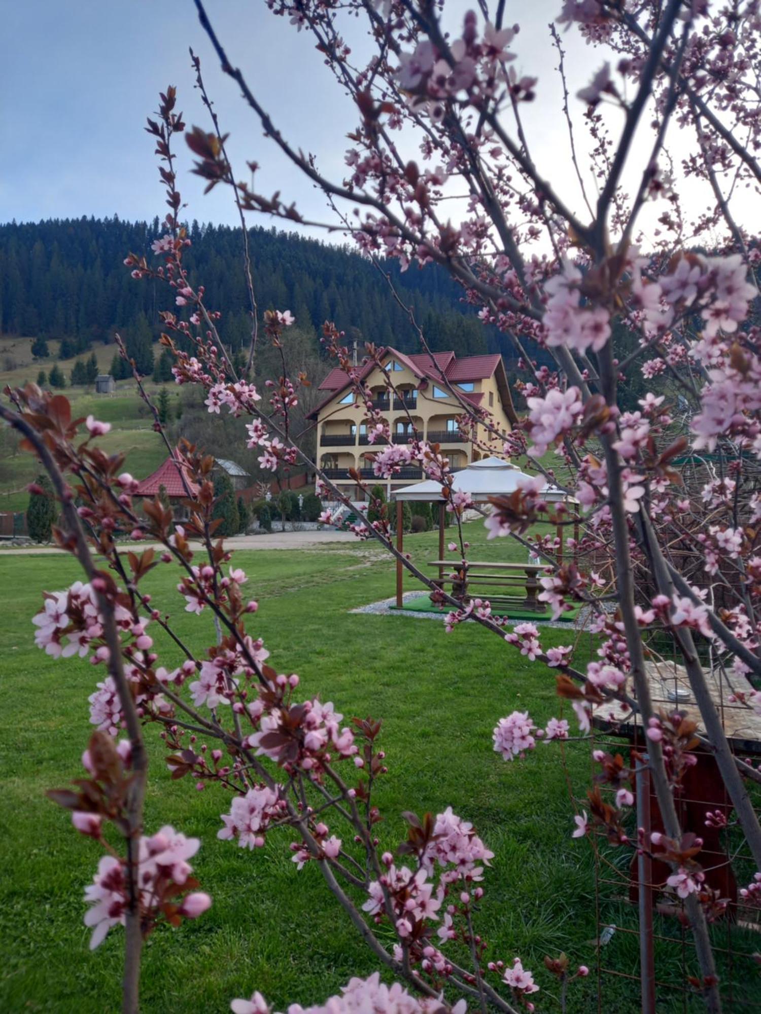 Hotel Pensiunea Alunis Sadova  Zewnętrze zdjęcie